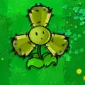 仙人三叶花